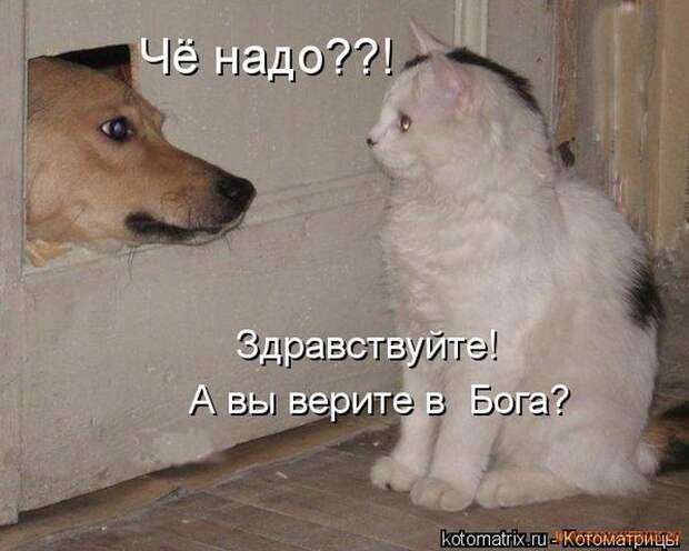 Уфф!!! Ну наконец-то! Котоматрицы великолепные, каждая с улыбкой и хорошим настроением!