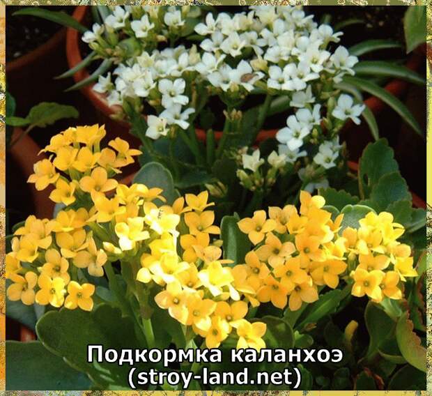 Подкормка каланхоэ