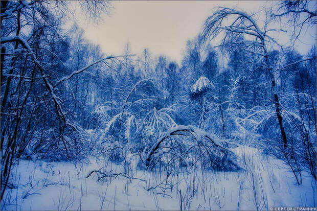 Фото Гжель Рассвет в зимнем лесу