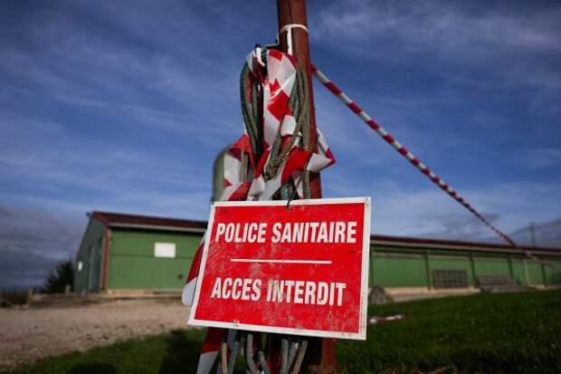 Epidemic in Europe: one and a half million animals died