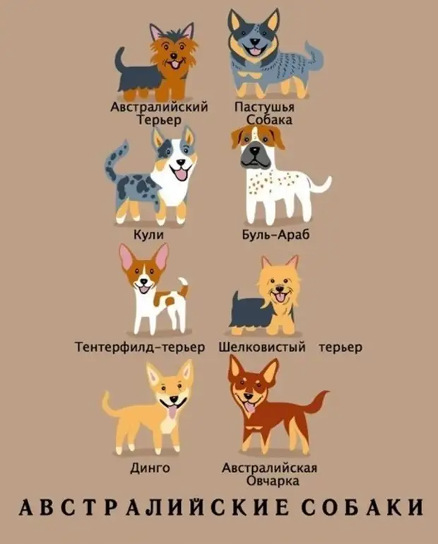 Название собак по английскому. Породы собак названия. Породы собак на англ. Собаки по национальности.