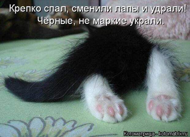 Лучшие котоматрицы недели (50 фото)