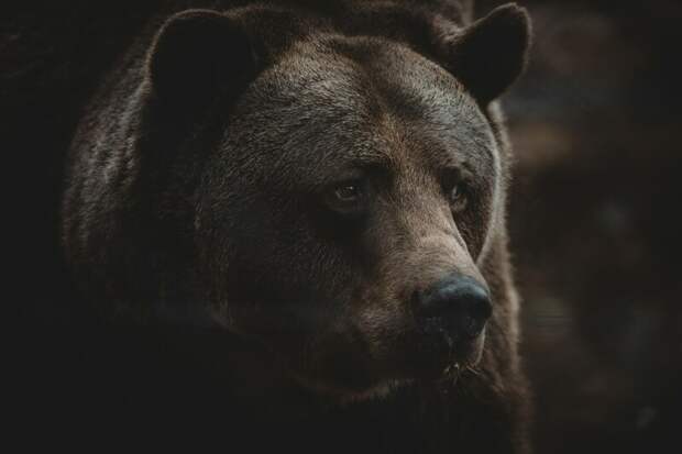 В Томской области власти разрешили охоту на медведя