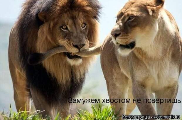 Лучшие котоматрицы недели (50 фото)