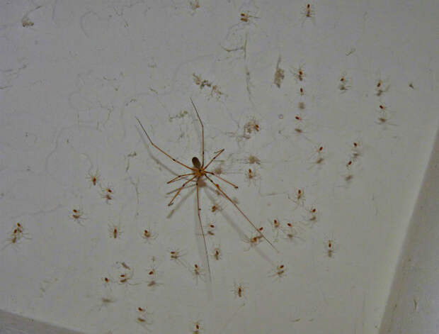 много пауков в доме