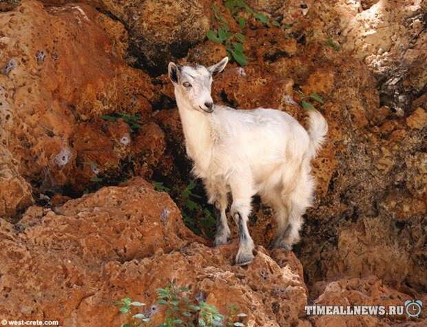 27 фотографий о том, что козы бесстрашные животные