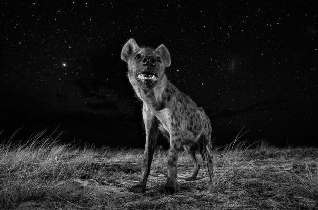 Пятнистая гиена ночью в Африке