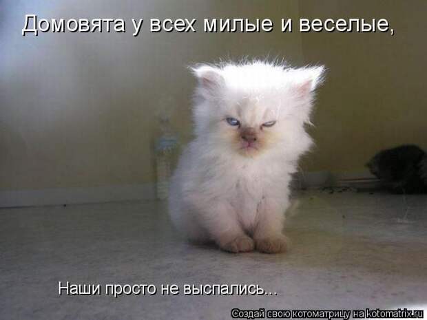Лучшие котоматрицы недели (50 фото)
