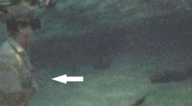 4 сентября 2006 года во время подводных съемок в районе Большого барьерного рифа его ударил в грудь шипохвостый скат  история, факты