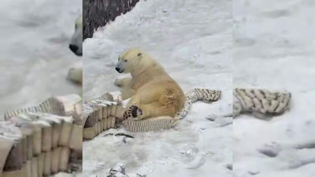 В Ленинградском зоопарке засняли радующуюся снегопаду белую медведицу