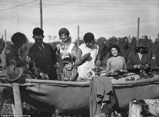 Забытые традиции британской сельской жизни в исторических фотографиях 
