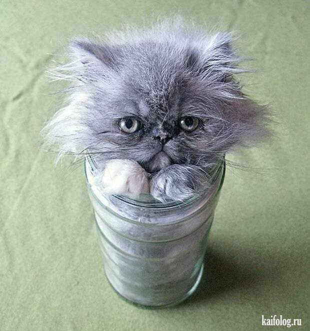 Смешные котики (55 фото)