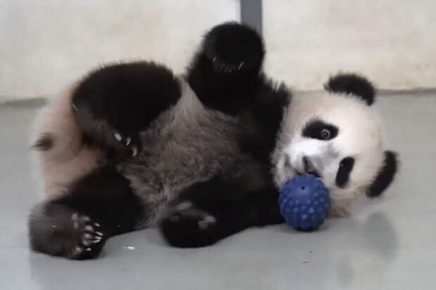 SCMP: последние в Японии панды вернутся в Китай из-за разногласий между странами