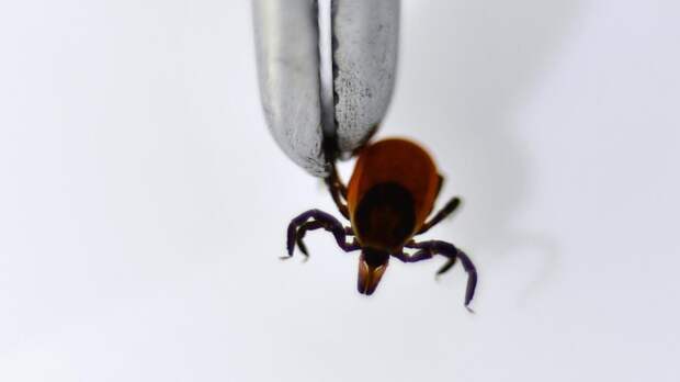 «Известия»: клещи проснулись минимум в 64 регионах России