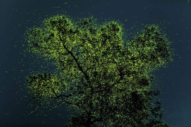 Незадолго до сезона дождей эти светлячки собираются в определенных регионах Индии на деревьях