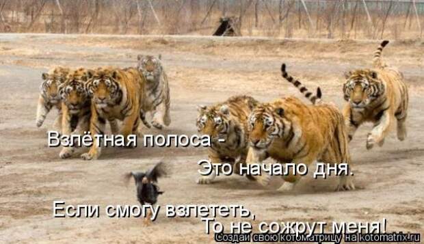 Лучшие котоматрицы недели (50 фото)