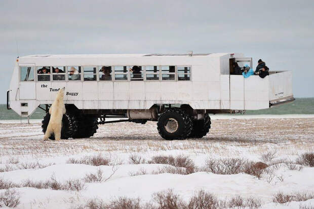 24609875_original (700x465, 284Kb)