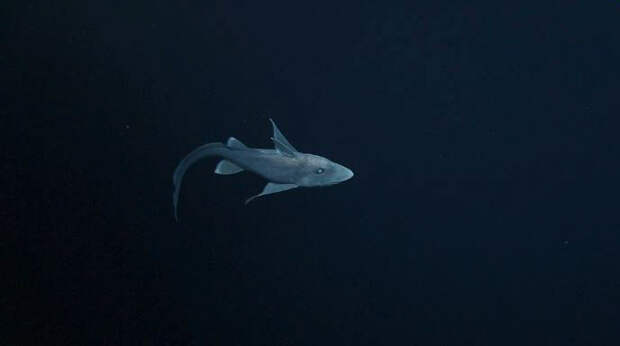 Жуткая древняя акула-призрак впервые показалась перед камерой! акула-призрак, видео, наблюдения, наука