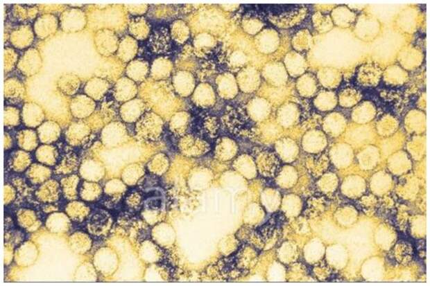 Желтая лихорадка – это опасная инфекционная природно-очаговая болезнь, распространяющаяся через укусы комаров в странах с жарким влажным климатом болезни, инфекции, мир, прививки, факты, эпидемии