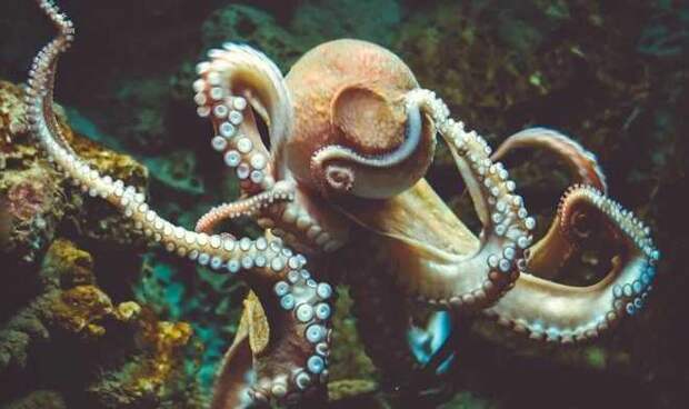 Мозг осьминогов оказался чрезвычайно похож на мозг человека