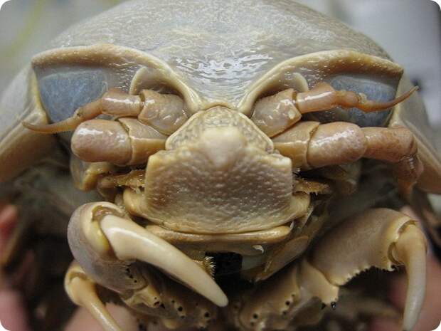 Гигантские изоподы (лат. Bathynomus giganteus)