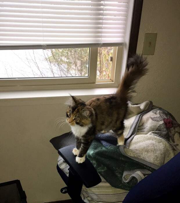 котенок нашел хозяина трехцветная кошка