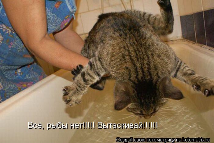 Котоматрица: Всё, рыбы нет!!!!! Вытаскивай!!!!!!