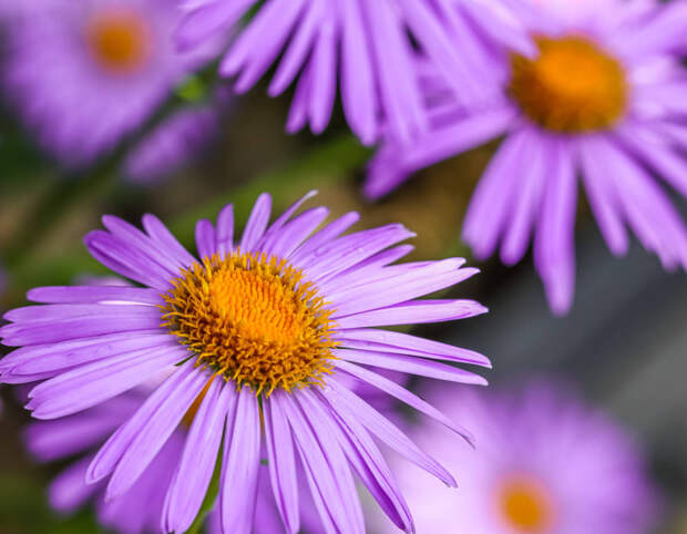 Цвета сезона по психологии: как оранжевый и фиолетовый влияют на настроение