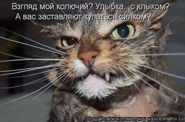 Котоматрицы(картинки с надписями)