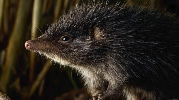 Старше мамонта: в России хотят возродить исчезающих русских выхухолей