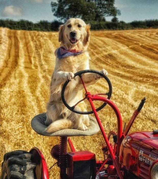 Пес, который стал трактористом Северная Ирландия, животные, ловкий трюк, необыкновенно, пес-тракторист, собаки, удивительно, фермерская жизнь