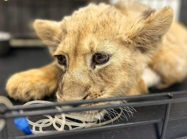 Сломаны лапы, состояние критическое: искалеченного львенка изъяли у блогера Котова