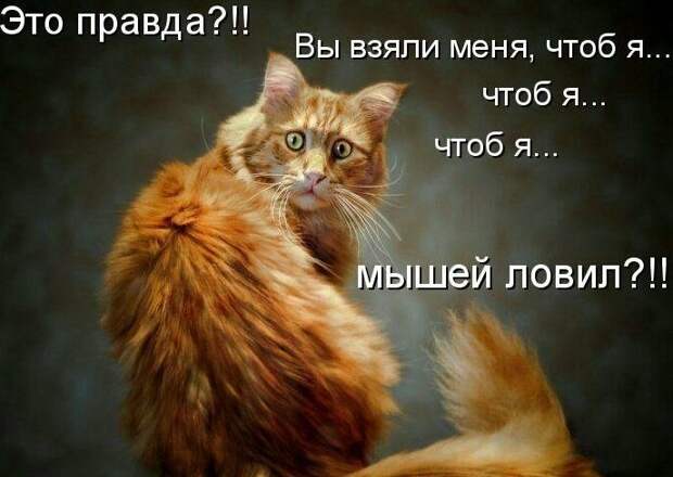 Картинки котяр с смешными надписями (34 фото) картинки, коты, юмор