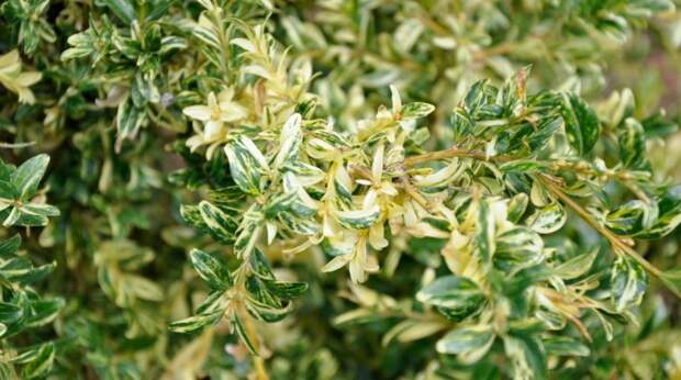 Самшит вечнозеленый Aurea pendula