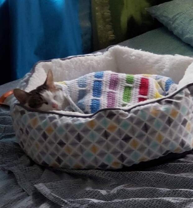 Домашние питомцы, которых побаловали самыми разными способами