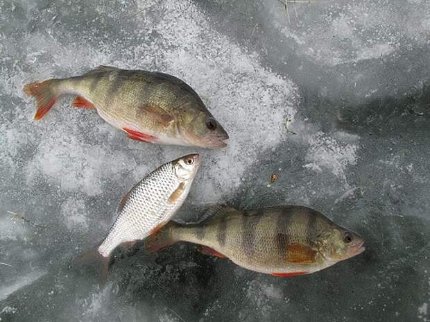 Универсальная "коза"