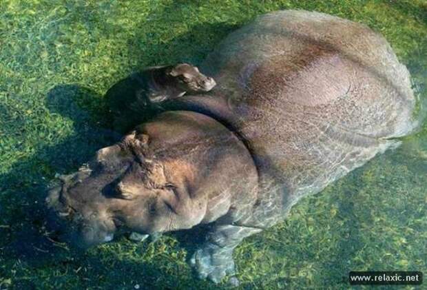 funny_animals_162