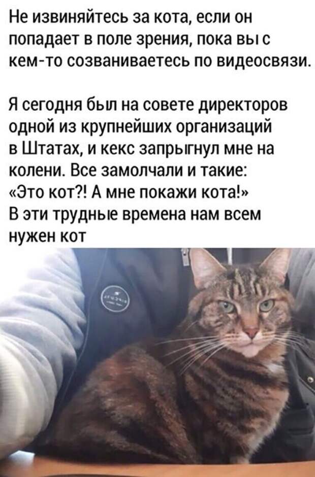 Прикольные и смешные картинки