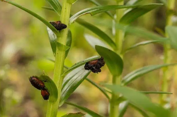 Лилия: виды, уход и посадка цветка в открытом грунте