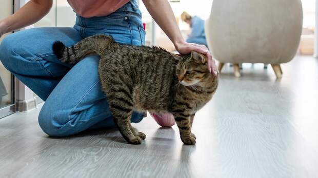 Почему кошка поворачивается попой к хозяину