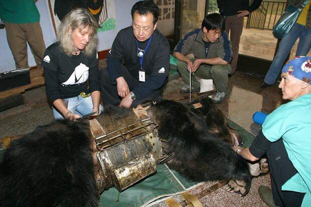 Медведя спасли с нелегальной фермы по добыче желчи