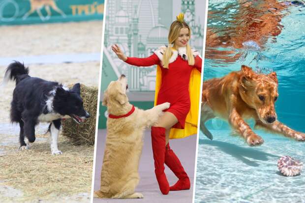 Топ-4 необычных вида спорта для собак и их хозяев
