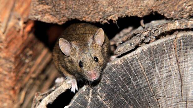 Bild: эксперт из Германии предупредил о нашествии клопов, крыс и мышей в Европе