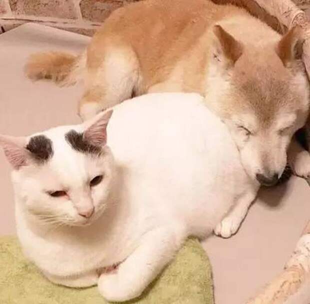 Старый пес и лучший друг кот