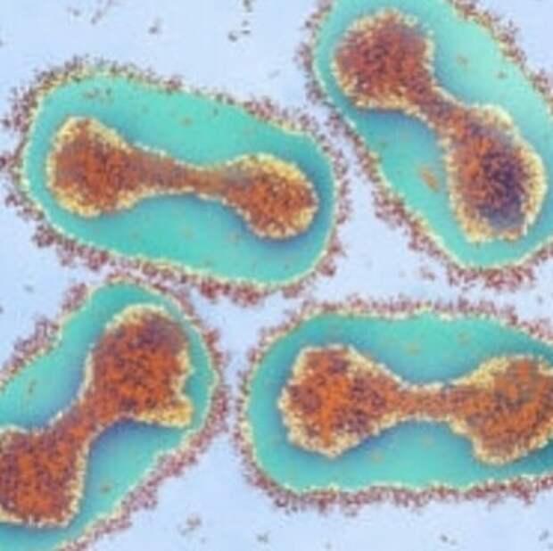 Красота внутри: микробиолог из Уфы показывает в инстаграме вирусы и бактерии, которые живут в нас