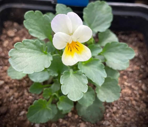 Рис. 1. Полевая фиалка (Viola arvensis)