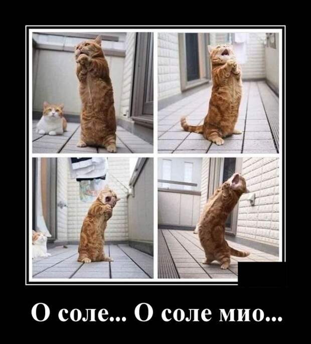 Демотиваторы (30 фото)