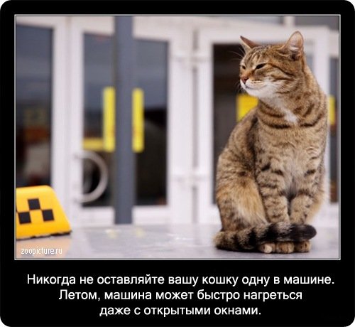 Факты о кошках в картинках