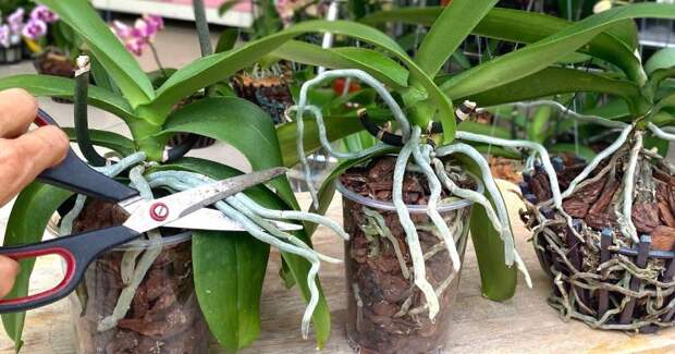 Длинные воздушные корни у орхидеи — что с ними делать? Как не навредить орхидее, чтобы она давала много цветов
