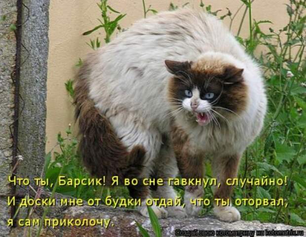 Свежая котоматрица на Бугаге (37 фото)